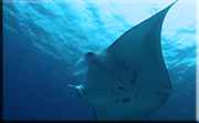 Tubbataha reef diving with manta ray