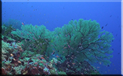 Liveaboard diving Tubbataha Reef