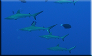 sharks on tubbataha reef